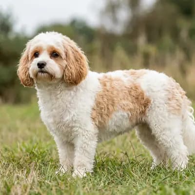Cavachon – 狗品种