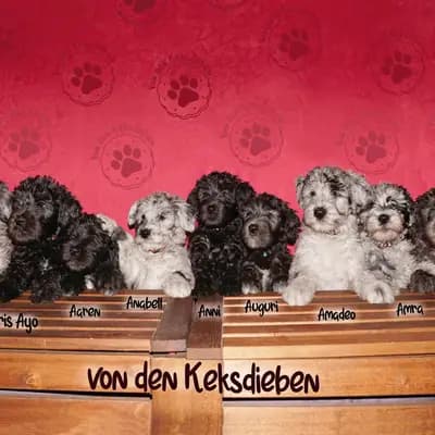 Titelbild von von den Keksdieben in Baden-Württemberg, Heimat unserer Bergamasker Hirtenhund-Zucht.