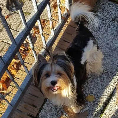 Bild aus Of Sunflower in Hessen, wo unsere Yorkshire Terrier-Hunde in einer liebevollen Umgebung aufwachsen.