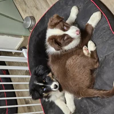 Bild aus Robert Muttenhammer  in Bayern, wo unsere Australian Shepherd-Hunde in einer liebevollen Umgebung aufwachsen.