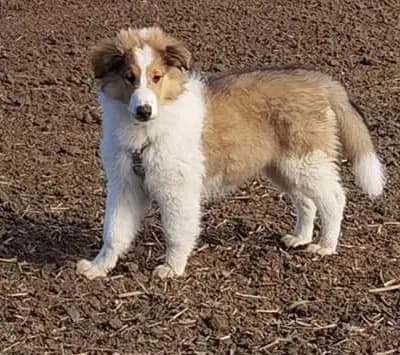 Galerie-Bild von Collie of Golden Gate  in Baden-Württemberg, mit Eindrücken unserer Amerikanischer Collie-Zucht.