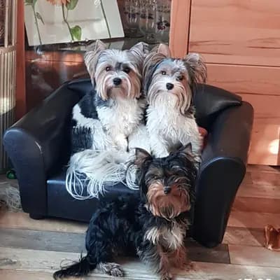 Bild aus Of Sunflower in Hessen, wo unsere Yorkshire Terrier-Hunde in einer liebevollen Umgebung aufwachsen.
