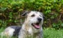 Foto der Rasse Irish Glen of Imaal Terrier