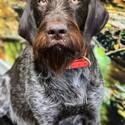Foto von Wanja, einem Deutsch Drahthaar-Elternhund in Nordrhein-Westfalen.