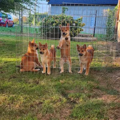 Bild aus LENA OD MURE in Gespanschaft Međimurje, wo unsere Shiba Inu-Hunde in einer liebevollen Umgebung aufwachsen.