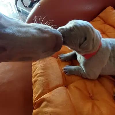 Foto von Misty, einem Weimaraner (kurzhaar)-Elternhund in Niederösterreich.