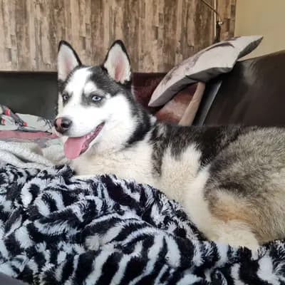 Foto von Vicky, einem Pomsky-Elternhund in Bayern.