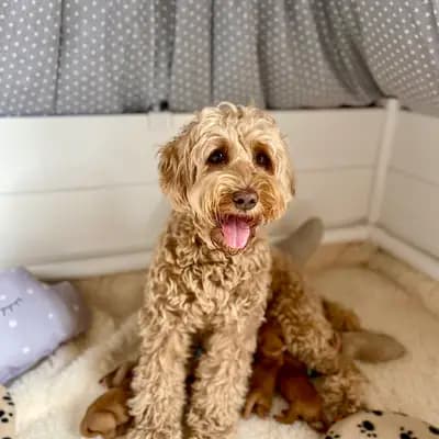 Bild aus Heart & Soul Doodles Australian Labradoodles in Nordrhein-Westfalen, wo unsere Australian Labradoodle-Hunde in einer liebevollen Umgebung aufwachsen.