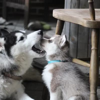 Galerie-Bild von Bright Little Bear  in Niedersachsen, mit Eindrücken unserer Siberian Husky-Zucht.