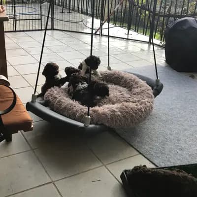 Bild aus Lagottis von der Glonn in Bayern, wo unsere Lagotto Romagnolo-Hunde in einer liebevollen Umgebung aufwachsen.
