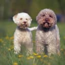 Foto der Rasse Lagotto Romagnolo