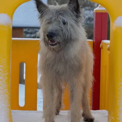Galerie-Bild von Bouvier des Ardennes Zuchtstätte Hasenhirsch in Bayern, mit Eindrücken unserer Bouvier des Ardennes-Zucht.