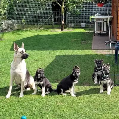 Galerie-Bild von Private  in Nordrhein-Westfalen, mit Eindrücken unserer Osteuropäischer Schäferhund-Zucht.