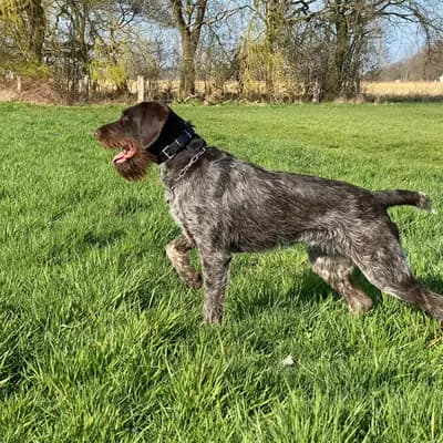 Foto von Wanja, einem Deutsch Drahthaar-Elternhund in Nordrhein-Westfalen.