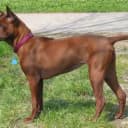Foto der Rasse Thai Ridgeback