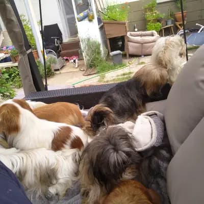 Bild aus Silke's Lebensträumchen in Schleswig-Holstein, wo unsere Pudel (Toy)-Hunde in einer liebevollen Umgebung aufwachsen.