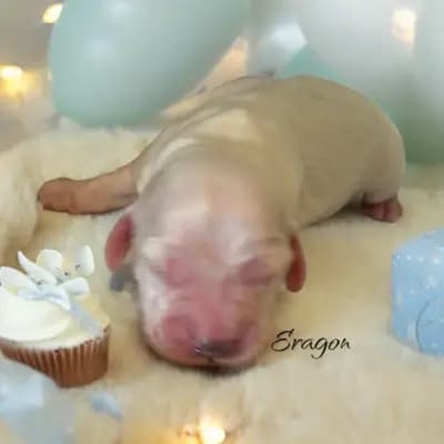 Eragon – English Cocker Spaniel Welpe, Brandenburg, 由...饲养 Hundezucht vd Schönefelder Höhe
