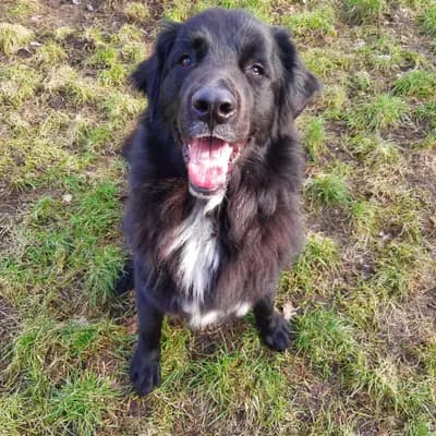 Foto von Simba, einem geretteten Neufundländer in Berlin.