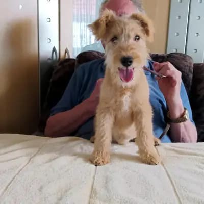Cash vom Amur – Lakeland Terrier Welpe, Sachsen-Anhalt, 由...饲养 Lakeland Terrier vom Amur