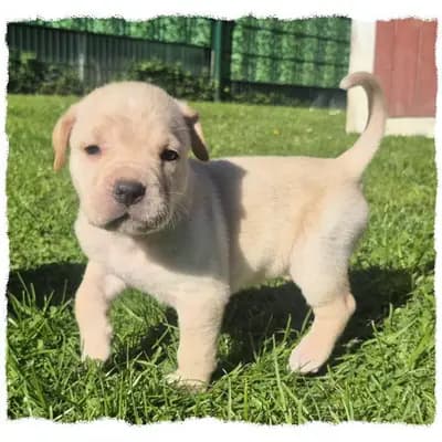 Romaner Antikdoggenwelpe Jasko sucht seinen Herzensmenschen! – Cane Corso Italiano Welpe, Nordrhein-Westfalen, 由...饲养 Romaner Antikdoggenzucht "vom römischen Reich"