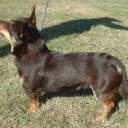 Foto der Rasse Lancashire Heeler