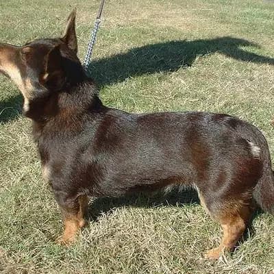 Lancashire Heeler – Hunderasse