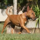 Foto der Rasse Miniature Bullterrier