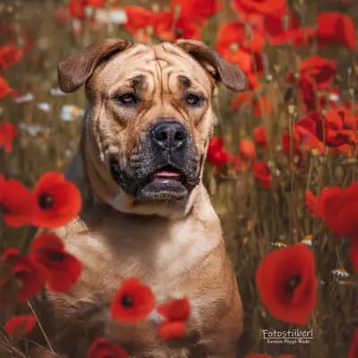 Galerie-Bild von Casa de la Vida in Bayern, mit Eindrücken unserer Perro Dogo Mallorquin (Mallorca-Dogge)-Zucht.