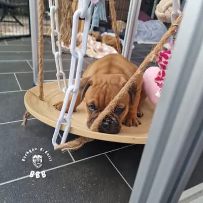 Bild aus Bachgau_B_Bulls LIEBHABER Zucht in Bayern, wo unsere Continental Bulldog (Nationale Rasse)-Hunde in einer liebevollen Umgebung aufwachsen.