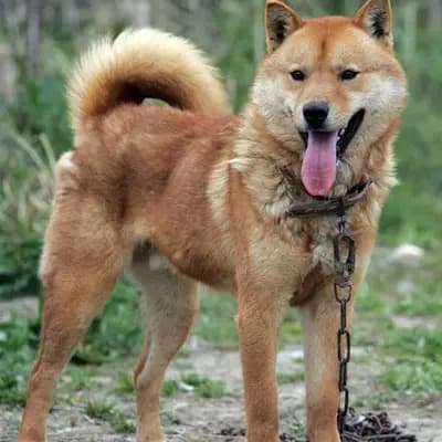 Jindo – Hunderasse
