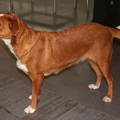 Österreichischer Pinscher – Hunderasse