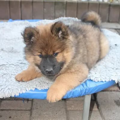 Bild aus Eurasier vom Sitara  in Nordrhein-Westfalen, wo unsere Eurasier-Hunde in einer liebevollen Umgebung aufwachsen.