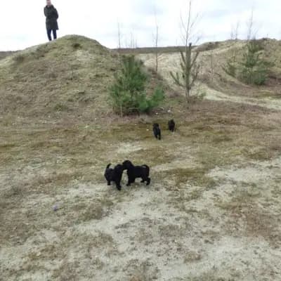 Bild aus Pudelzucht von der Jade in Niedersachsen, wo unsere Zwergpudel-Hunde in einer liebevollen Umgebung aufwachsen.