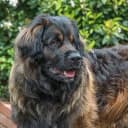 Foto der Rasse Leonberger