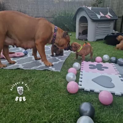 Bild aus Bachgau_B_Bulls LIEBHABER Zucht in Bayern, wo unsere Continental Bulldog (Nationale Rasse)-Hunde in einer liebevollen Umgebung aufwachsen.