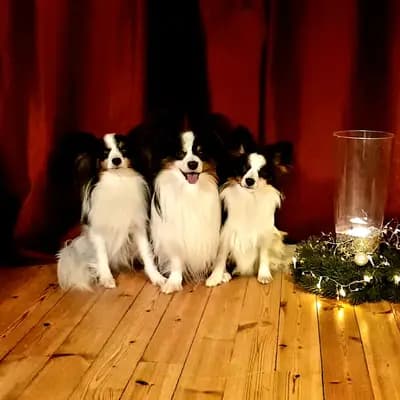 Galerie-Bild von Papillons von der Flussaue  in Niedersachsen, mit Eindrücken unserer Kontinentaler Zwergspaniel (Papillon)-Zucht.