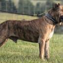 Foto der Rasse Dogo Canario