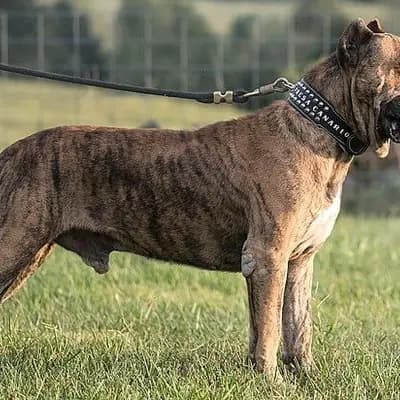 Dogo Canario – Hunderasse