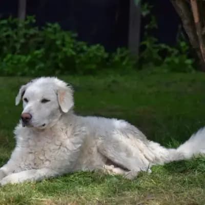 Carlos
