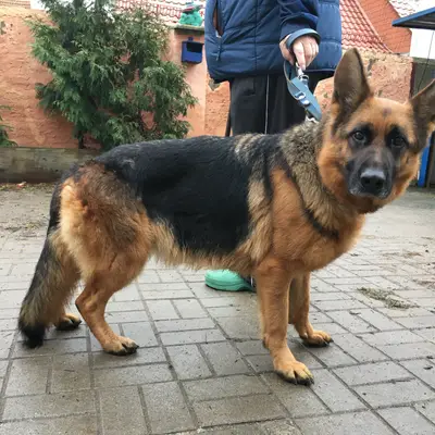 F-Wurf – German Shepherd Wurf, Sachsen, Raised by Vom Wolfsberg