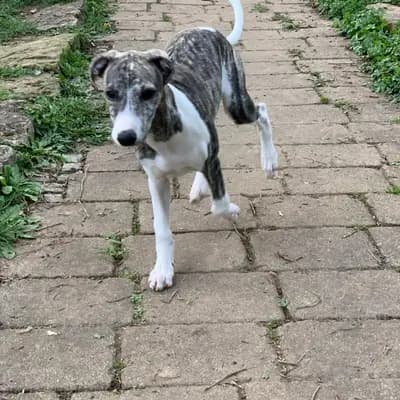 Bild aus Whippets of Poet‘s Corner  in Baden-Württemberg, wo unsere Whippet-Hunde in einer liebevollen Umgebung aufwachsen.