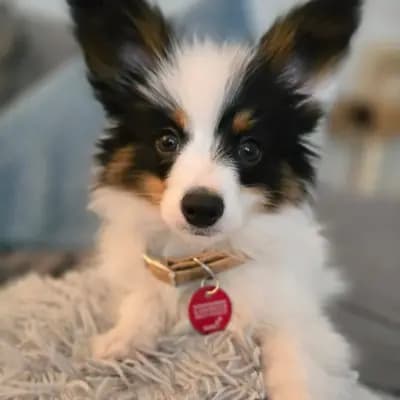 Foto des B-Wurf von Kontinentaler Zwergspaniel (Papillon) in Papillons von der Flussaue , aufgenommen in Niedersachsen.