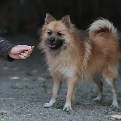 Dobby – Klein Spitz / Klein Elo?-Mix