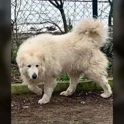 Foto von Van Morrisson von Merode , einem Pyrenäen-Berghund-Elternhund in Nordrhein-Westfalen.