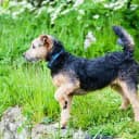 Foto der Rasse Lakeland Terrier