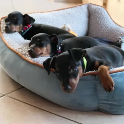 Bild aus Zwergpinscher vom Zwergbach in Bayern, wo unsere Zwergpinscher-Hunde in einer liebevollen Umgebung aufwachsen.