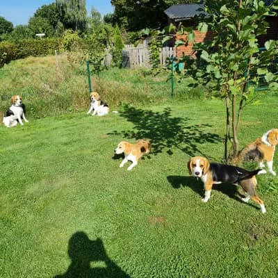 Bild aus "Beagle vom Ostenfeld" in Nordrhein-Westfalen, wo unsere Beagle-Hunde in einer liebevollen Umgebung aufwachsen.
