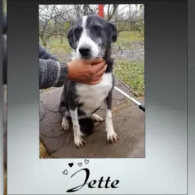 Jette