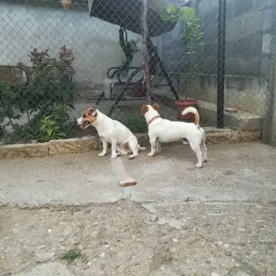 Galerie-Bild von Hundezüchter von Bulgaria in Baden-Württemberg, mit Eindrücken unserer Jack Russell Terrier-Zucht.