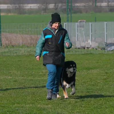 Bild aus Kalyani´s in Niederösterreich, wo unsere Do Khyi-Hunde in einer liebevollen Umgebung aufwachsen.